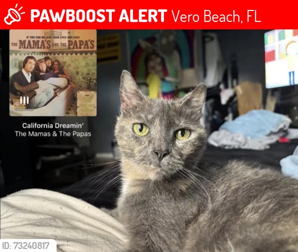 Lost Female Cat last seen Dollar general old Dixie vero beach fl, Vero Beach, FL 32962