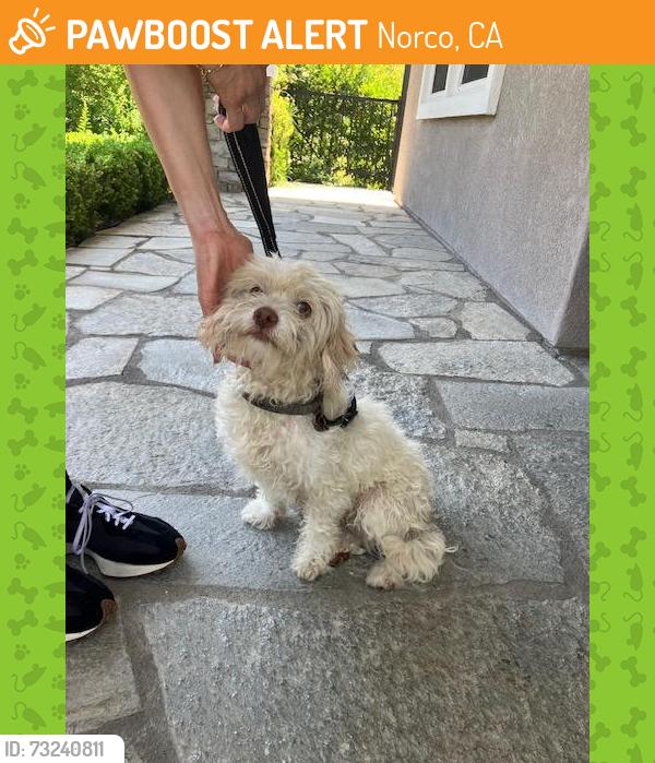 Found/Stray Unknown Dog last seen HIdden Valley and Pedley, Norco, CA 92879