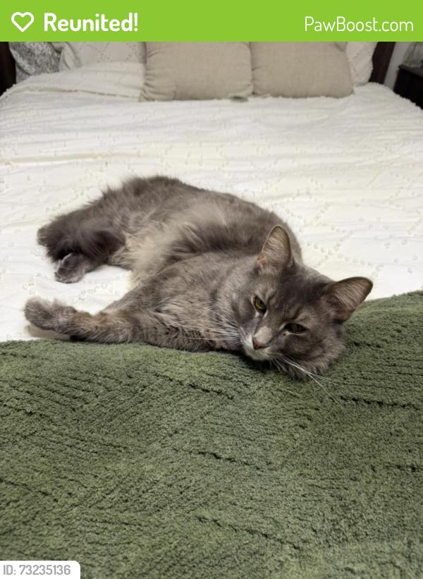 Reunited Male Cat last seen Right across from Shotwell gardens, Medina, OH 44256