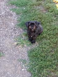 Lost Female Dog last seen Alkire rd, Grove City, OH 43123