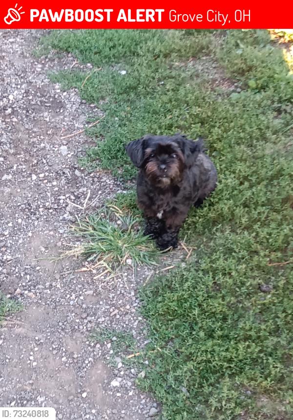 Lost Female Dog last seen Alkire rd, Grove City, OH 43123