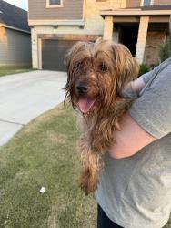 Reunited Unknown Dog last seen Sunday Song, San Antonio, TX 78245