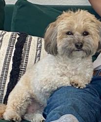 Lost Female Dog last seen Near Paden Dr, Spring Valley, CA 91977
