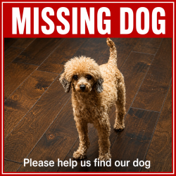 Lost Female Dog last seen Neighborhood, Conyers, GA 30094