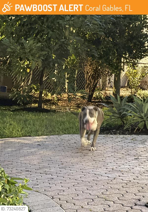 Found/Stray Female Dog last seen Gables by the sea, Coral Gables, FL 33156