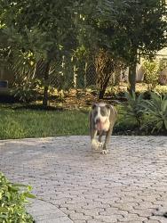 Found/Stray Female Dog last seen Gables by the sea, Coral Gables, FL 33156