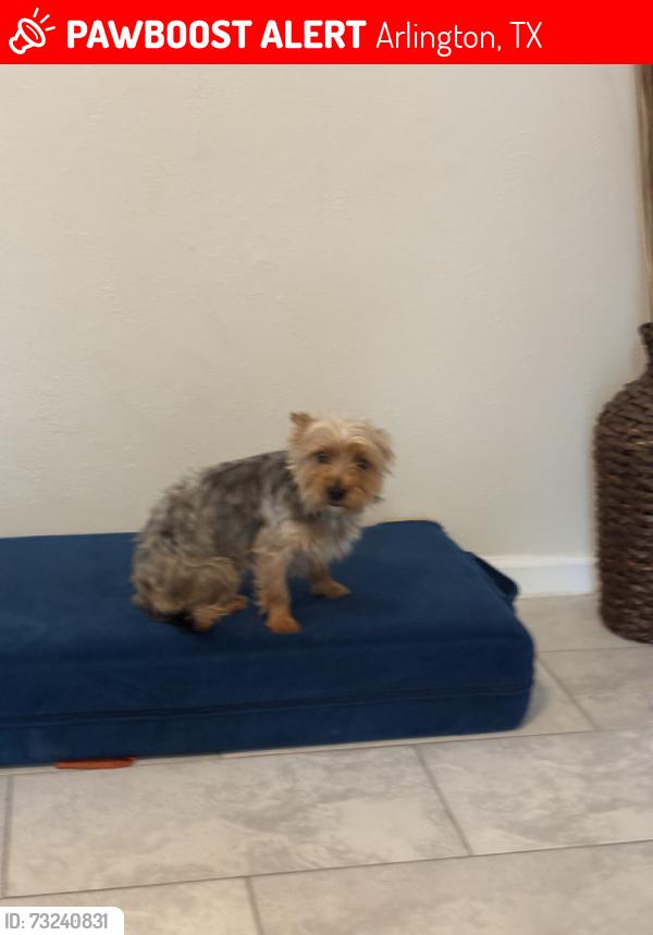 Lost Male Dog last seen Near interstate, Arlington, TX 76014