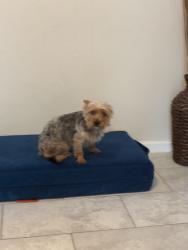 Lost Male Dog last seen Near interstate, Arlington, TX 76014
