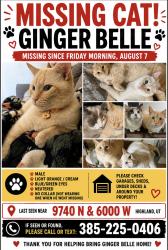 Reunited Male Cat last seen Near n 6000 w, Highland, UT 84003