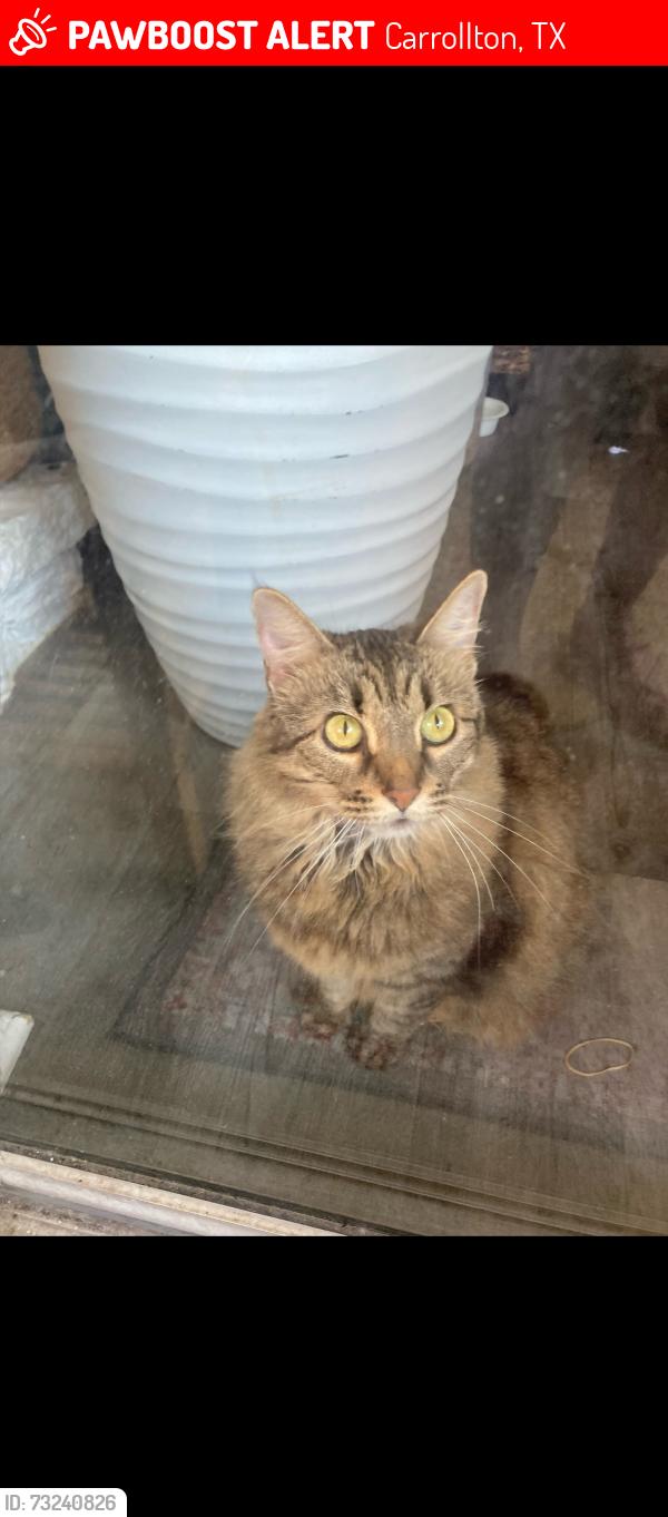 Lost Female Cat last seen Park and Ryan st, Carrollton, TX 75006