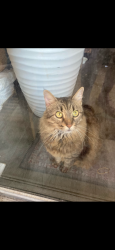 Lost Female Cat last seen Park and Ryan st, Carrollton, TX 75006