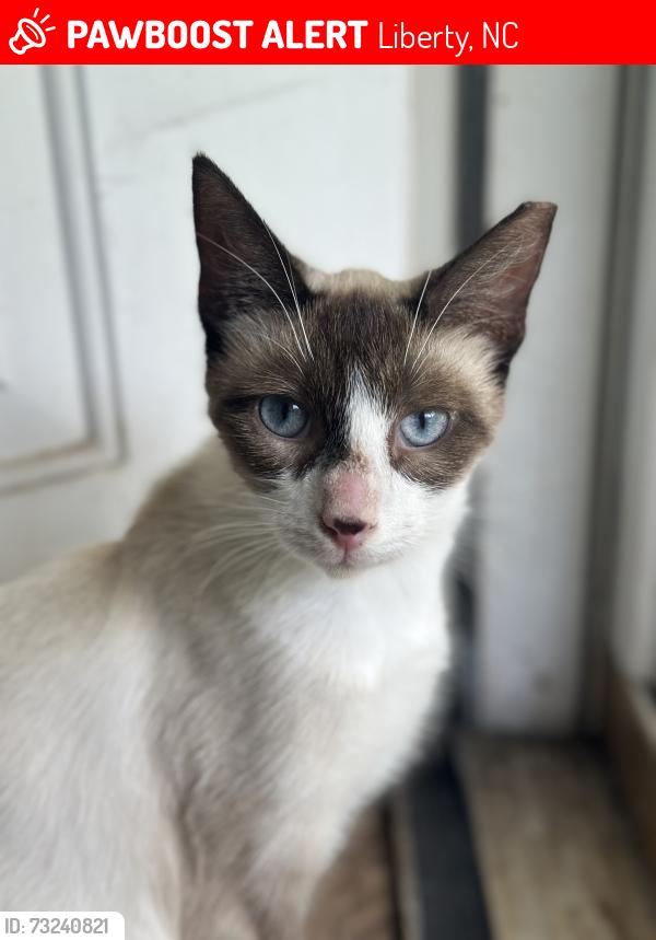 Lost Male Cat last seen liberty grove road, Liberty, NC 27298