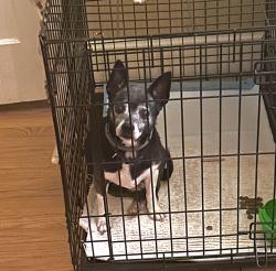 Reunited Female Dog last seen Woodland and Tarleton, Burlington, NC 27215