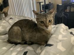 Reunited Female Cat last seen Near Twisted Vine Ln Grand Prairie, Grand Prairie, TX 75052