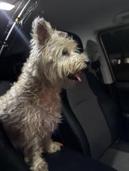 Found/Stray Female Dog last seen Havana restaurant, West Palm Beach, FL 33405