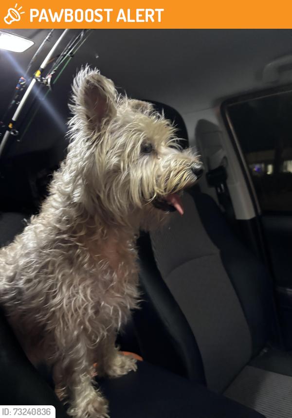 Found/Stray Female Dog last seen Havana restaurant, West Palm Beach, FL 33405