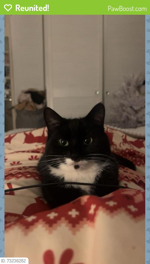 Reunited Female Cat last seen Kings Ave, Cedar Ave and Lowton Business Park, Lowton, England 