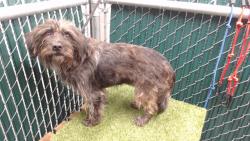 Shelter Stray Female Dog last seen , 11258 Garfield Ave, Downey, CA 90242, USA
