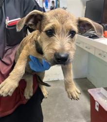 Shelter Stray Male Dog last seen SHALLOW WAY & DEEBLE ST, 2127 Front St, Sacramento, CA 95818, USA