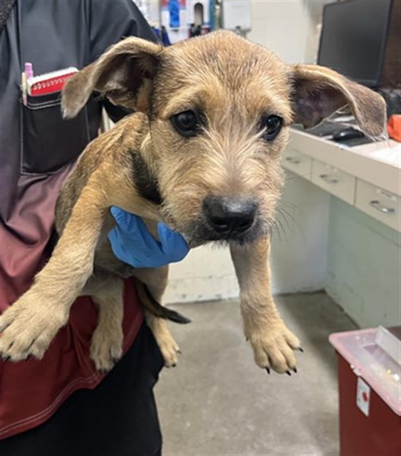 Shelter Stray Male Dog last seen SHALLOW WAY & DEEBLE ST, 2127 Front St, Sacramento, CA 95818, USA