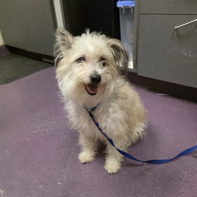 Shelter Stray Female Dog last seen Near BLOCK BLCK N BELLFLOWER BLVD, LONG BEACH, CA, 90815, 7700 E Spring St, Long Beach, CA 90815, USA