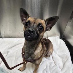 Shelter Stray Female Dog last seen Near BLOCK S PECOS ST, DENVER CO 80223, 1241 W Bayaud Ave, Denver, CO 80223, USA