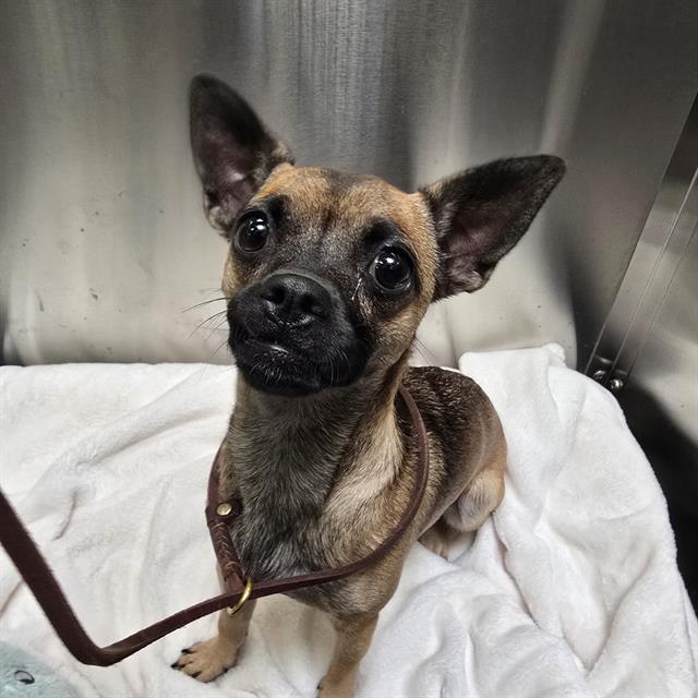 Shelter Stray Female Dog last seen Near BLOCK S PECOS ST, DENVER CO 80223, 1241 W Bayaud Ave, Denver, CO 80223, USA