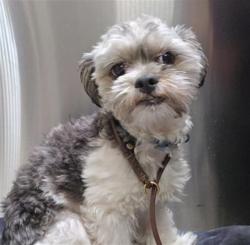 Shelter Stray Male Dog last seen Near BLOCK CHERRY CREEK DR, GLENDALE CO 80246, 1241 W Bayaud Ave, Denver, CO 80223, USA