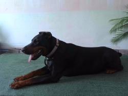 Shelter Stray Unknown Dog last seen , 4275 Elton St, Baldwin Park, CA 91706, USA