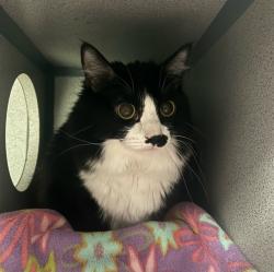Shelter Stray Female Cat last seen , 29525 Agoura Rd, Agoura Hills, CA 91301, USA