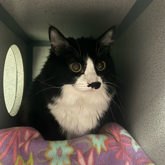 Shelter Stray Female Cat last seen , 29525 Agoura Rd, Agoura Hills, CA 91301, USA