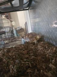 Lost Female Other last seen Between Monterey and 5th on Olive, Monrovia, CA 91016