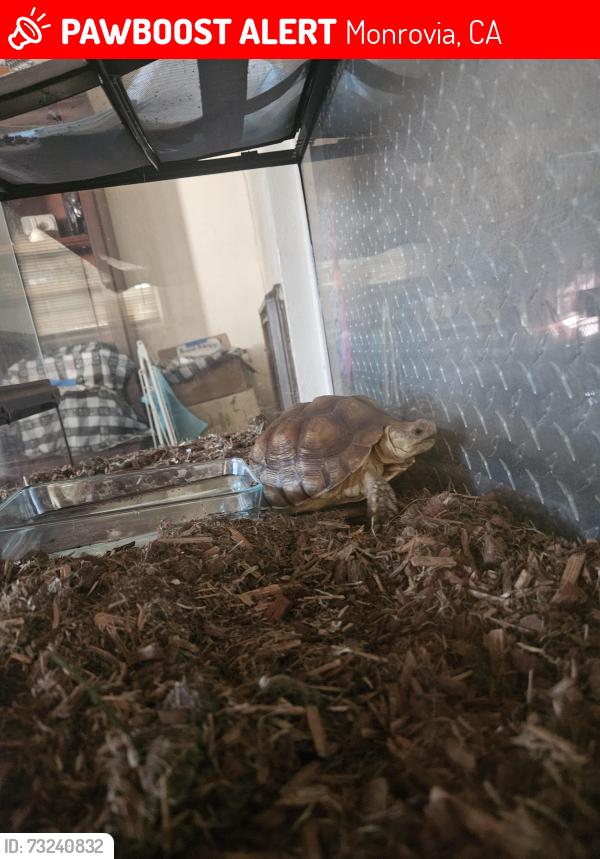 Lost Female Other last seen Between Monterey and 5th on Olive, Monrovia, CA 91016
