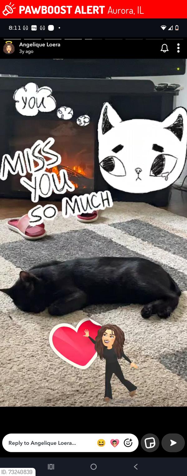 Lost Male Cat last seen Bardwell or O'Donnell school., Aurora, IL 60505
