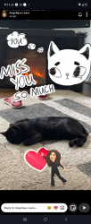 Lost Male Cat last seen Bardwell or O'Donnell school., Aurora, IL 60505
