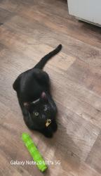 Lost Male Cat last seen Elan elicante apartmen homes, Carlsbad, CA 92009