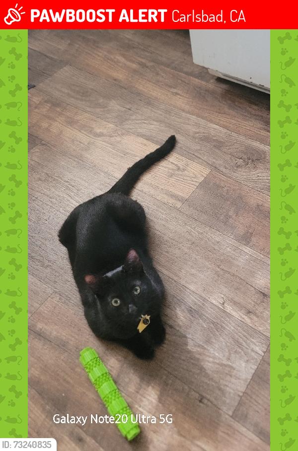 Lost Male Cat last seen Elan elicante apartmen homes, Carlsbad, CA 92009