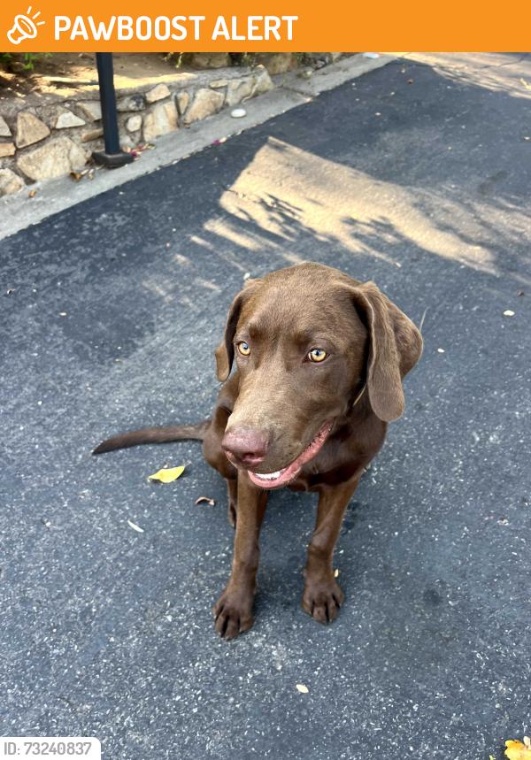 Found/Stray Male Dog last seen Queen, Casa de Oro-Mount Helix, CA 91941