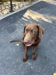 Found/Stray Male Dog last seen Queen, Casa de Oro-Mount Helix, CA 91941