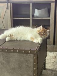 Lost Female Cat last seen Ventura Harbor, Ventura, CA 93001