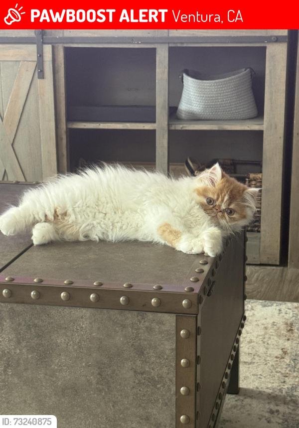 Lost Female Cat last seen Ventura Harbor, Ventura, CA 93001