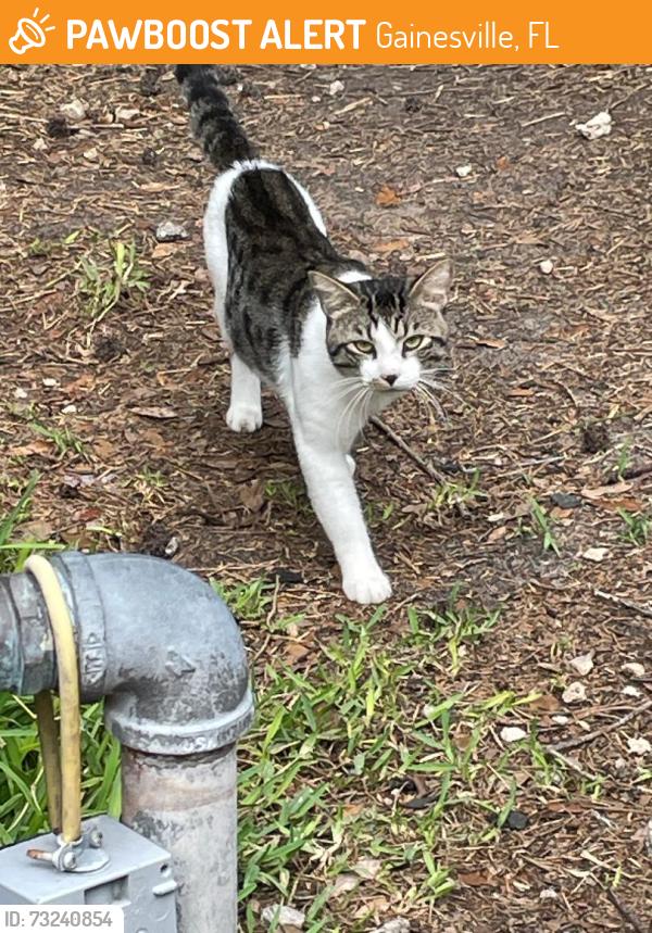 Found/Stray Male Cat last seen 16th and Archer, Gainesville, FL 32610