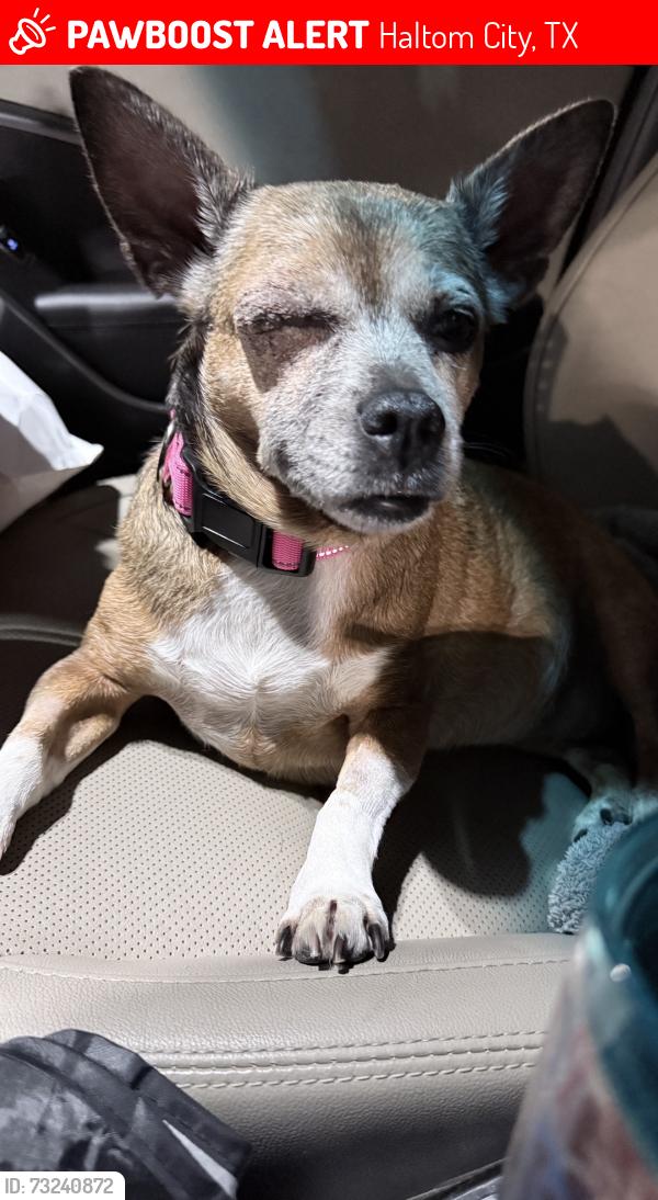 Lost Female Dog last seen Silver Sage Dr., Haltom City, TX 76137
