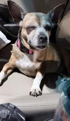 Lost Female Dog last seen Silver Sage Dr., Haltom City, TX 76137