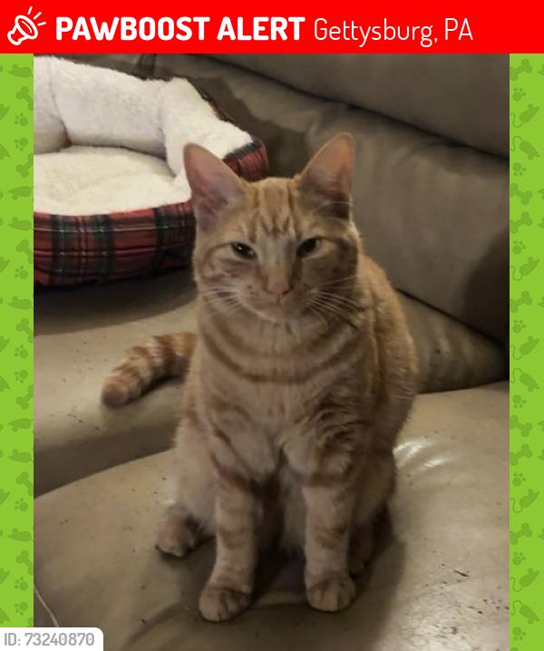 Lost Male Cat last seen Hickory Ave in Bonneauville, Gettysburg, PA 17325