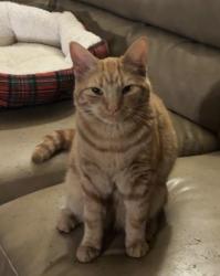 Lost Male Cat last seen Hickory Ave in Bonneauville, Gettysburg, PA 17325