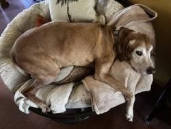 Reunited Male Dog last seen US 175 and loop towards Palestine, Athens, TX 75752