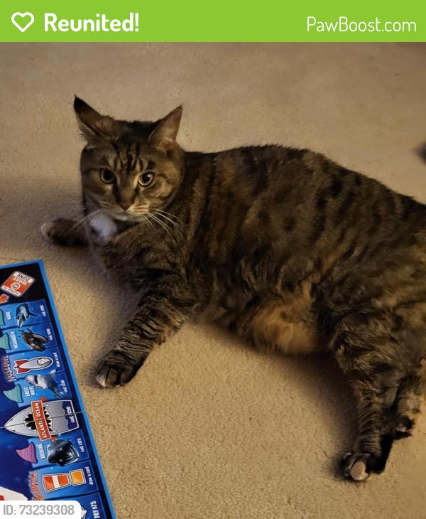 Reunited Female Cat last seen Colony rd, Camp Hill, PA 17011