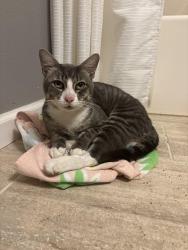 Found/Stray Male Cat last seen Dove Meadow, Dickinson, TX 77539