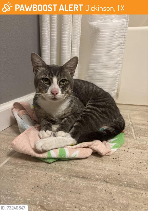 Found/Stray Male Cat last seen Dove Meadow, Dickinson, TX 77539
